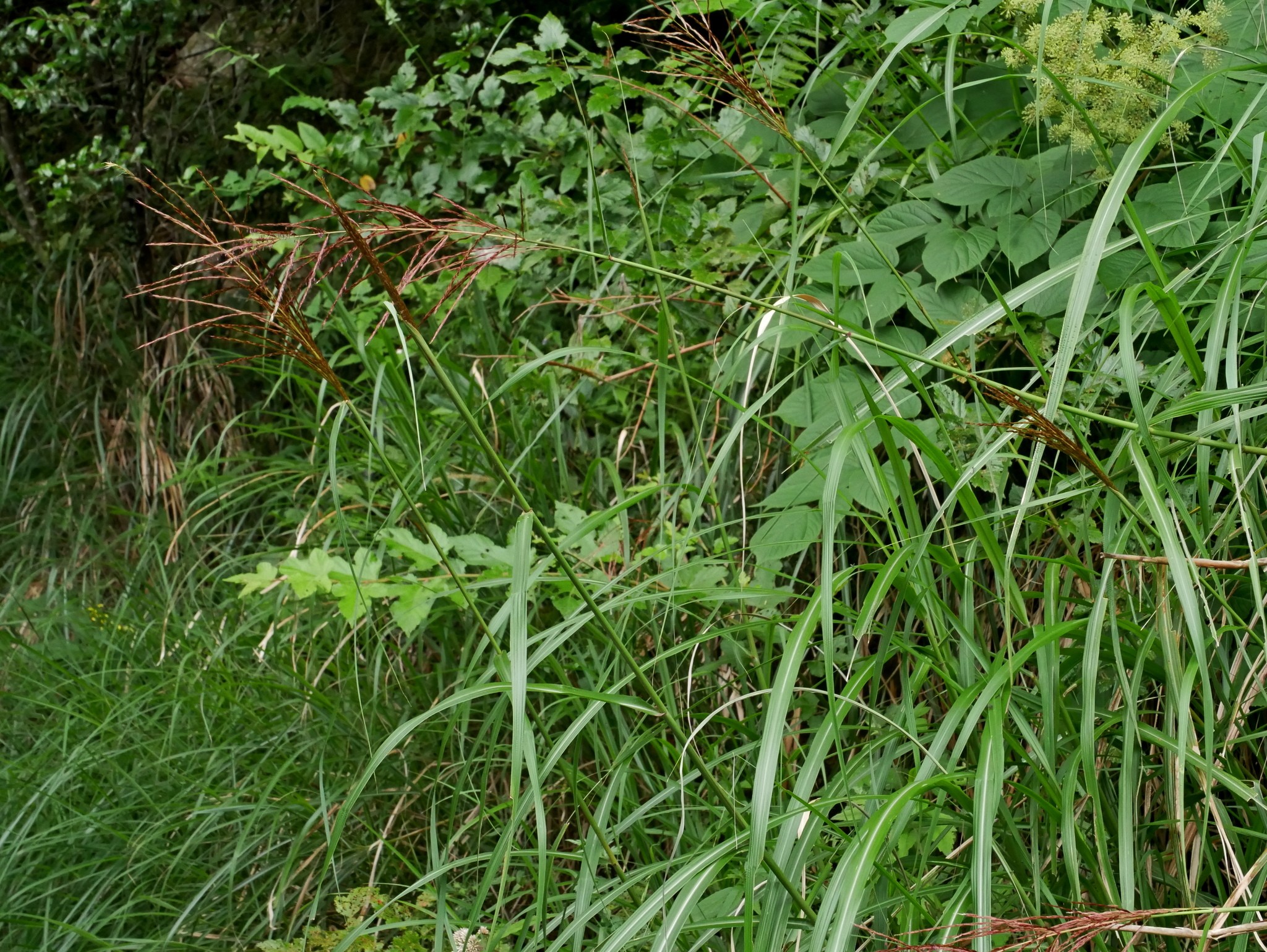Grass, Maiden — flowers or notable detail
