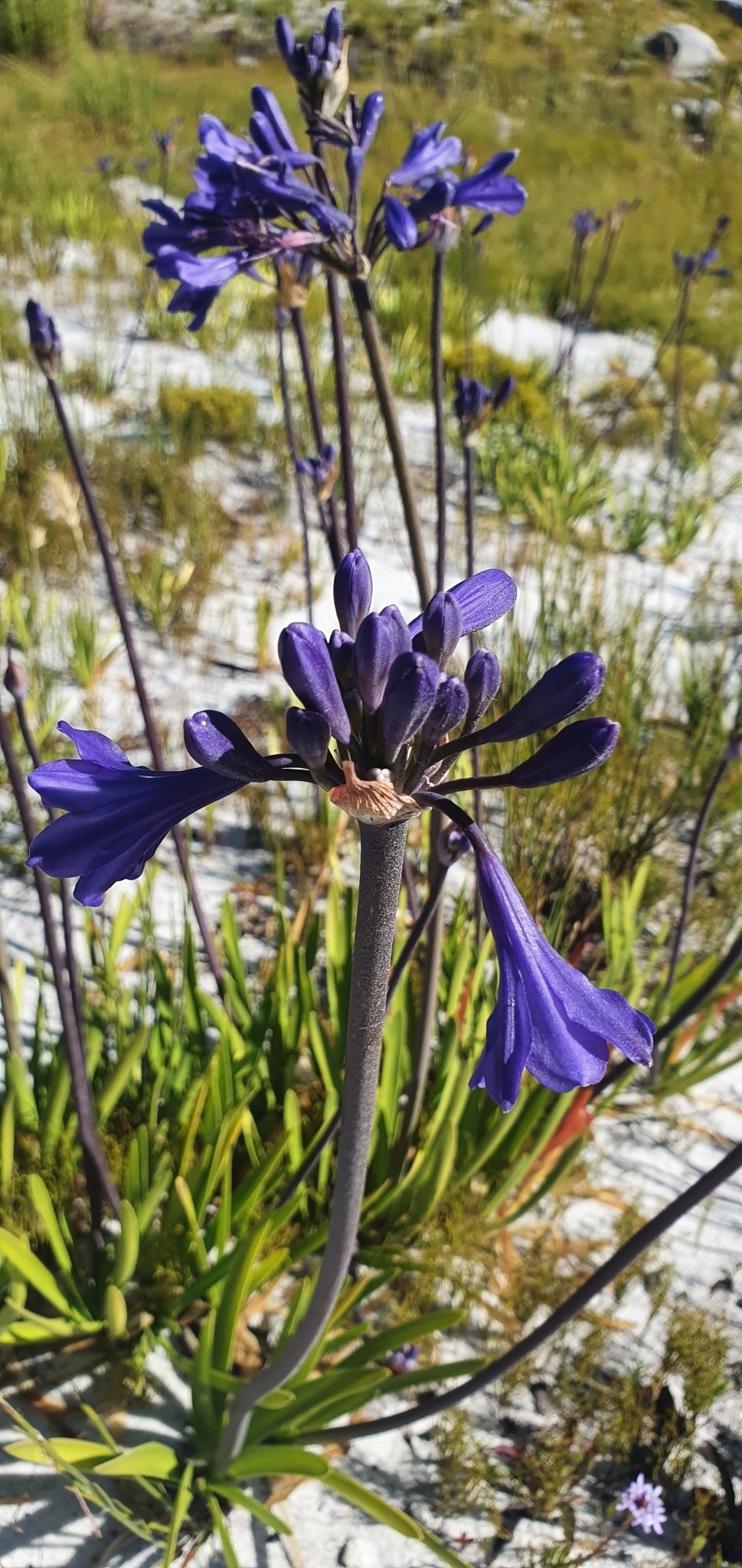 Agapanthus Regular — whole plant
