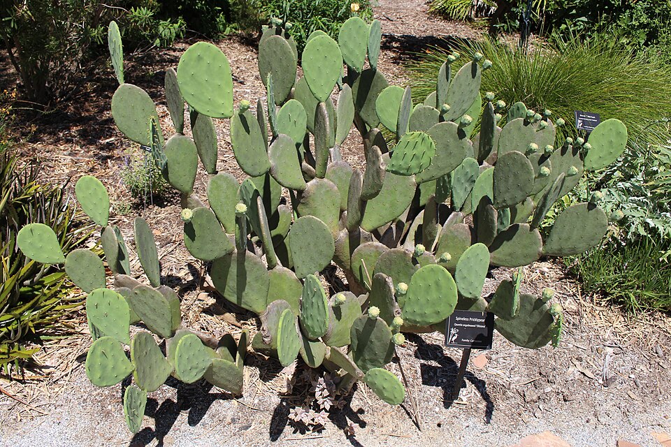 Prickly Pear Spineless — whole plant
