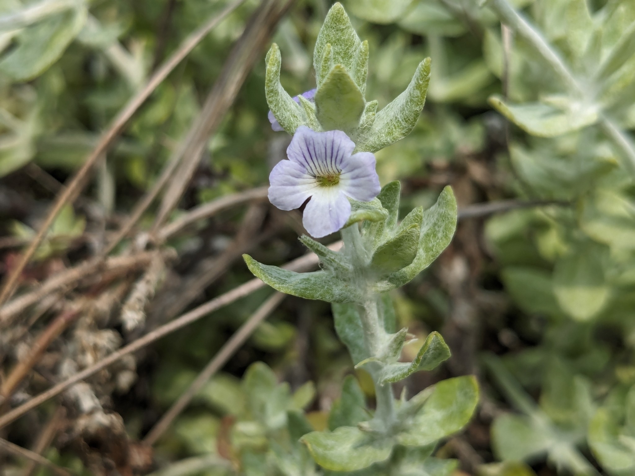 Wooly Stemodia — whole plant
