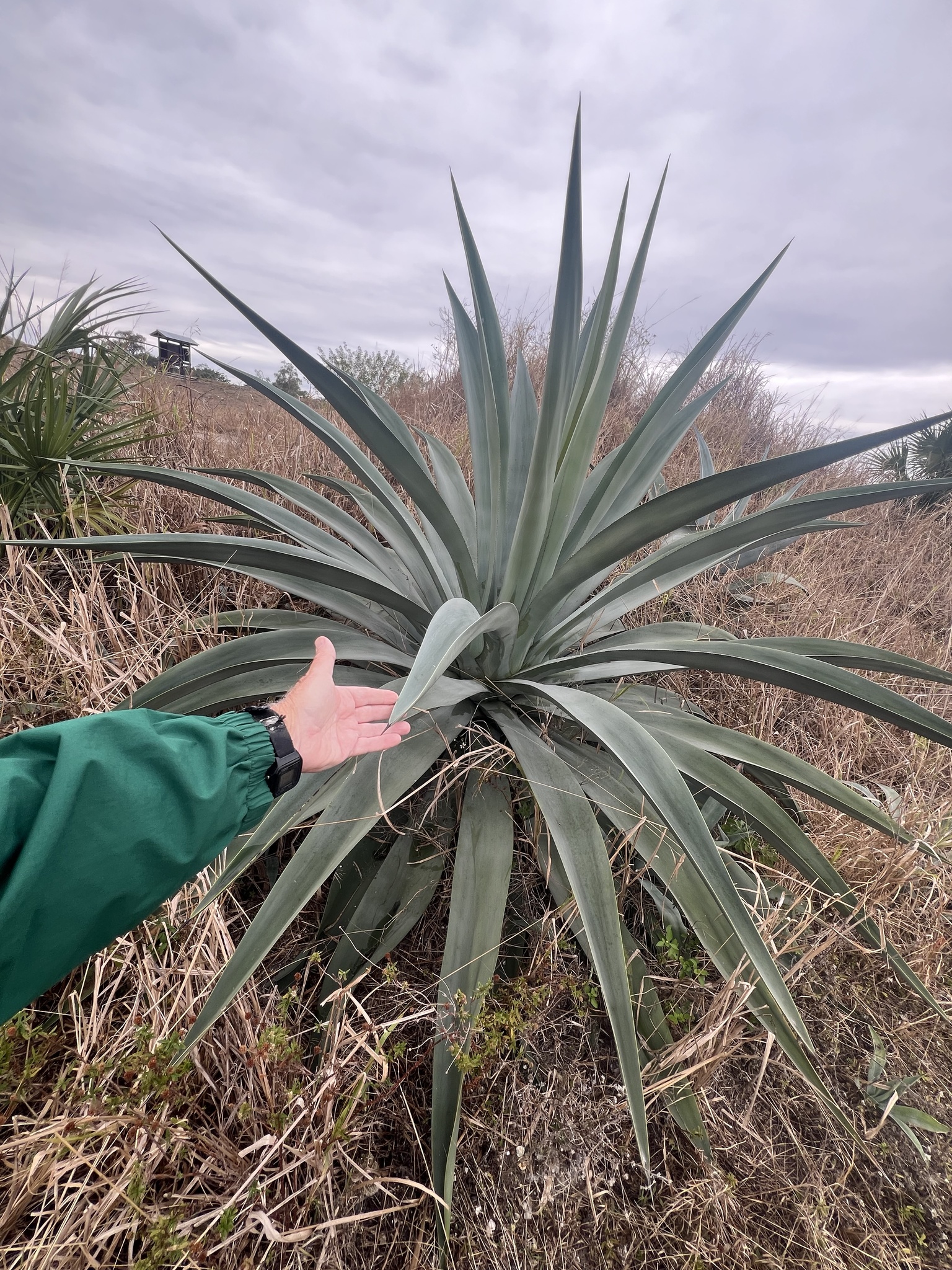 Agave Weberi — whole plant