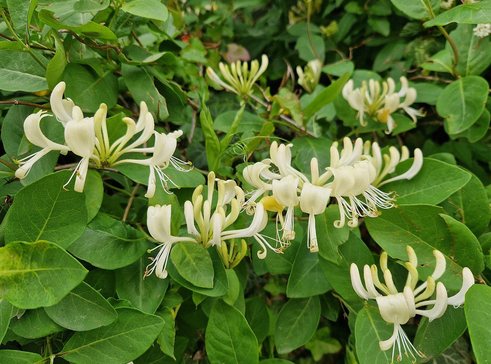Honeysuckle, Halls — flowers or notable detail