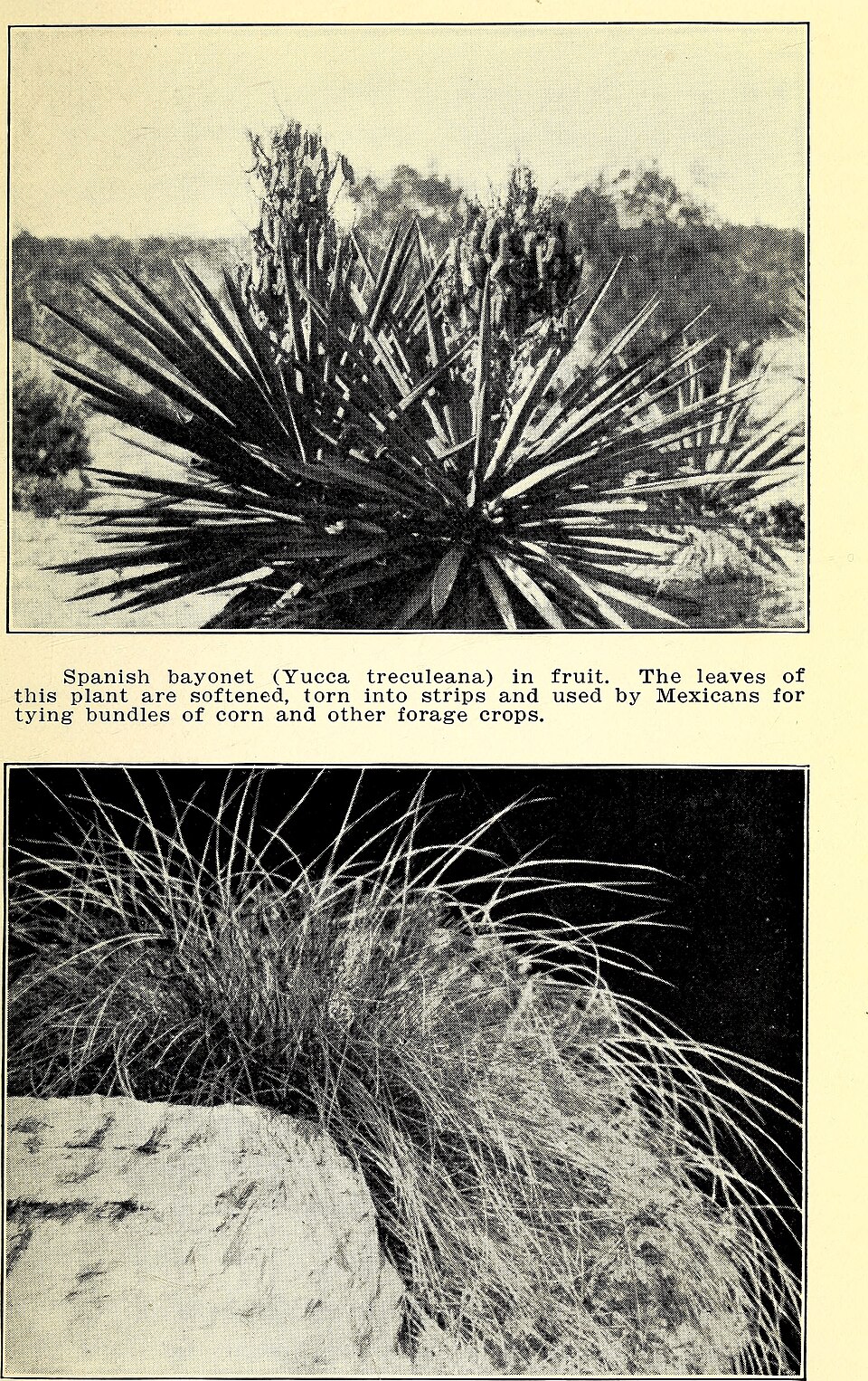 Nolina Bear Grass — flowers or notable detail