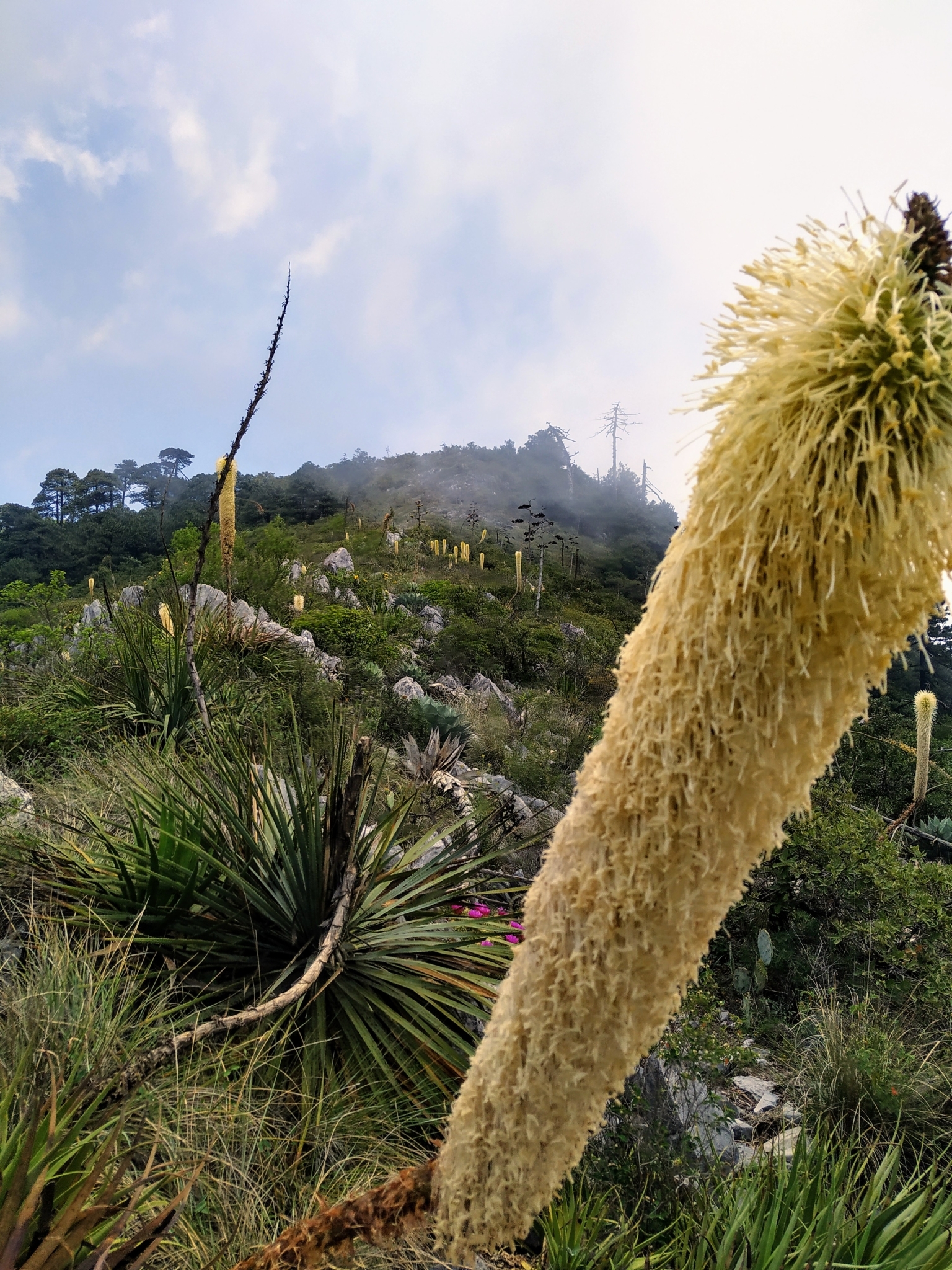 Agave, Squid — whole plant