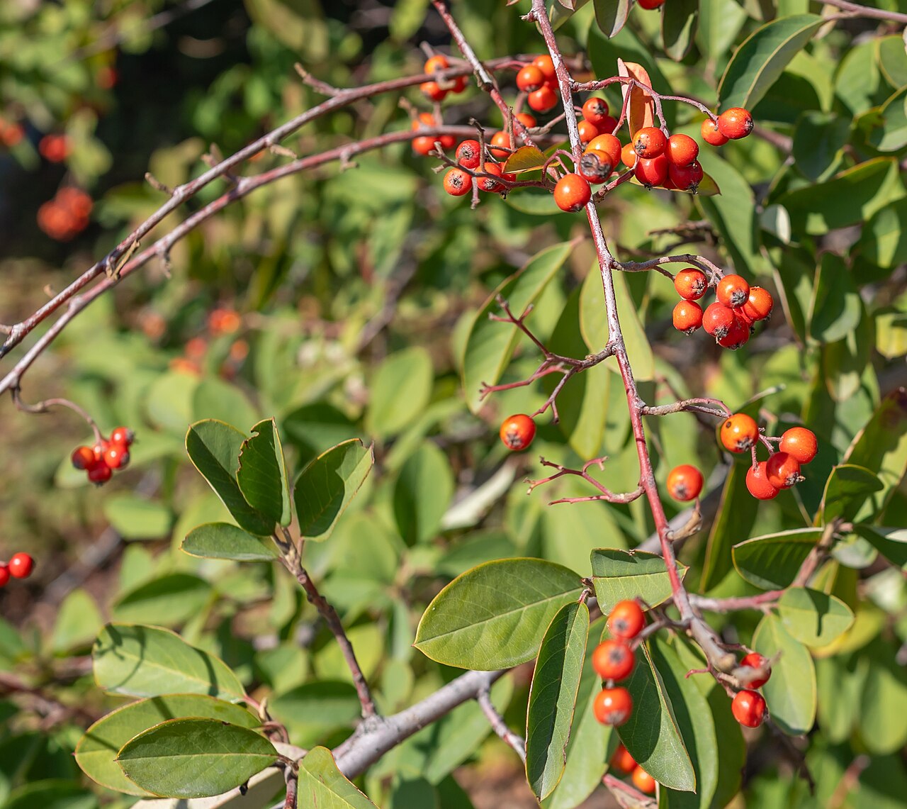 Cotoneaster, Grayleaf — whole plant