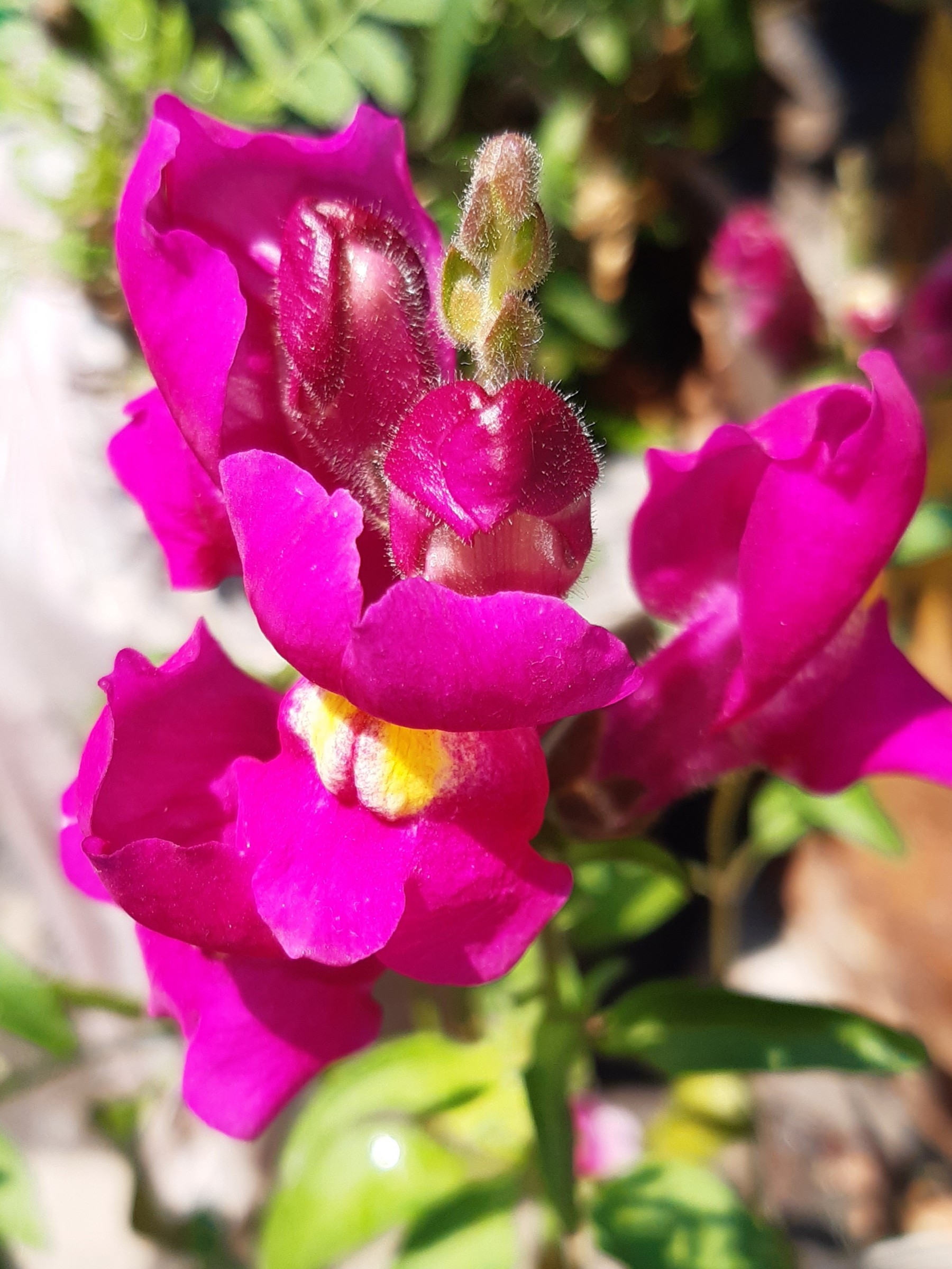 Snapdragon, Snapshot — flowers or notable detail