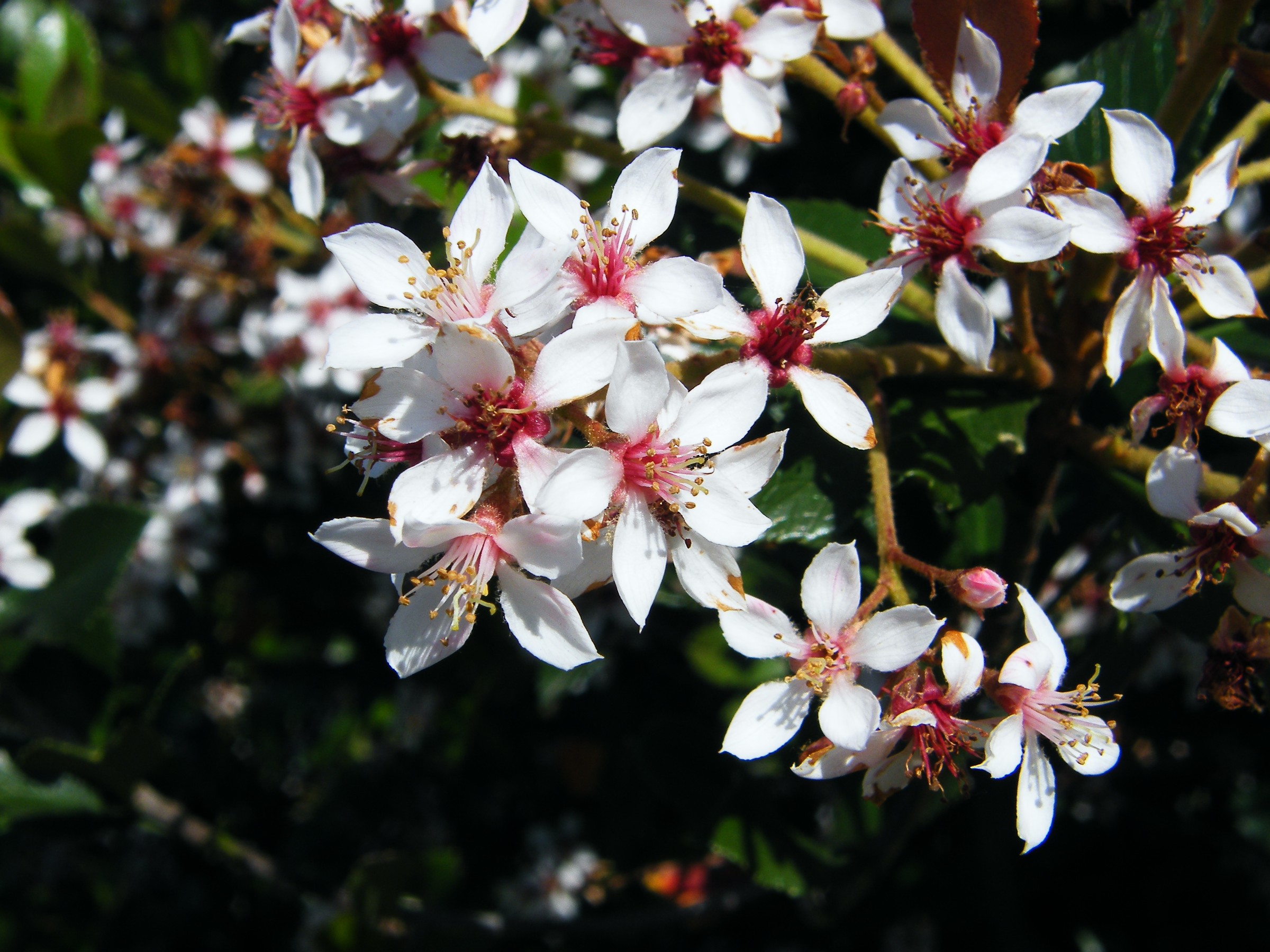 Hawthorn, Clara — flowers or notable detail