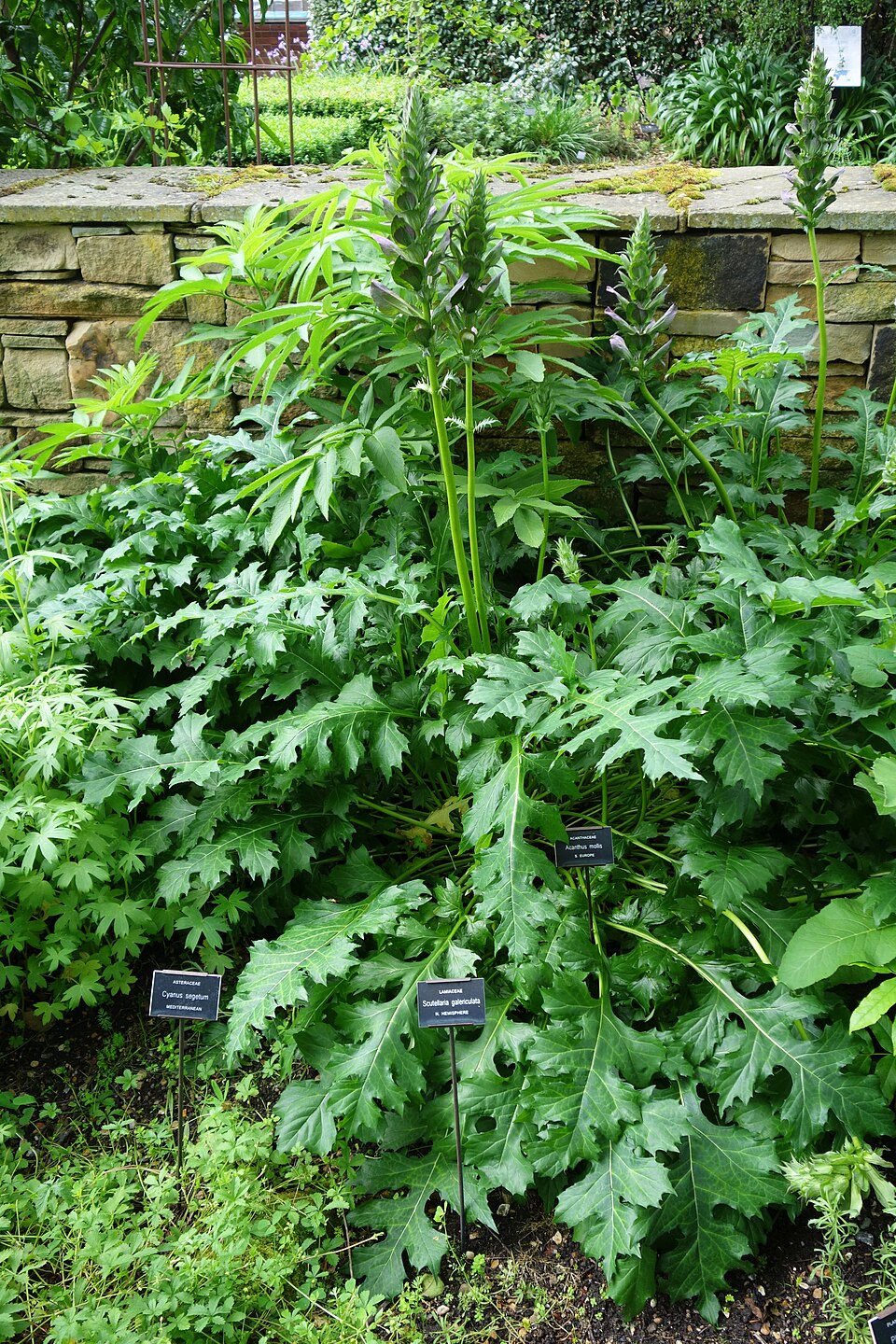 Bears Breeches — whole plant