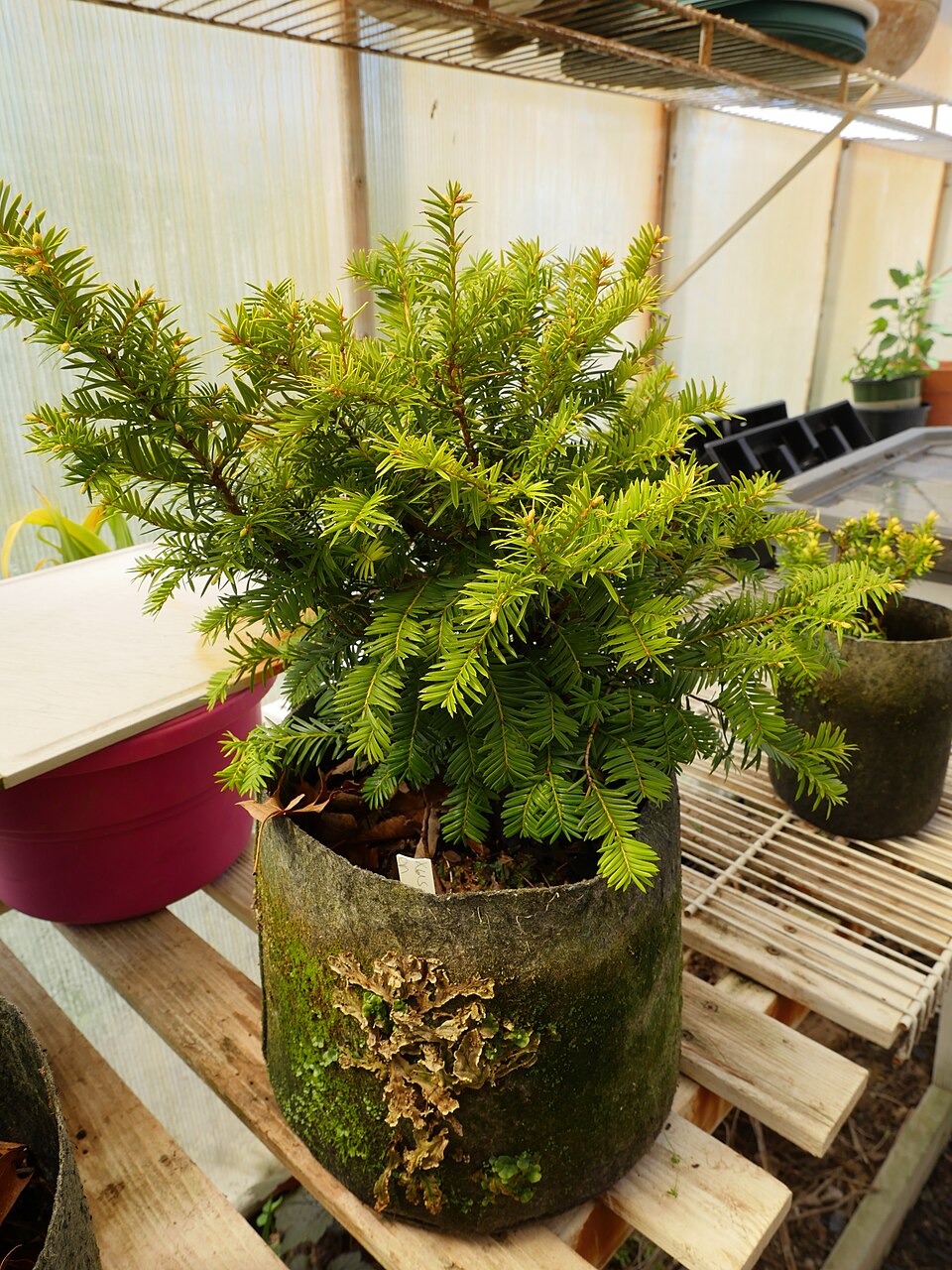 Yew, Japanese — whole plant