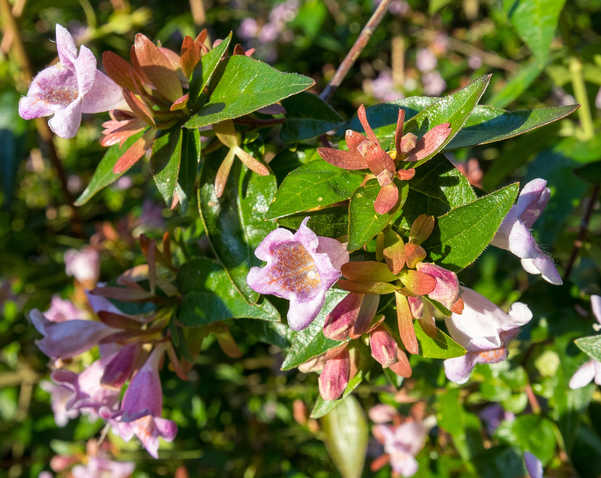 Abelia, Ed Goucher — flowers or notable detail