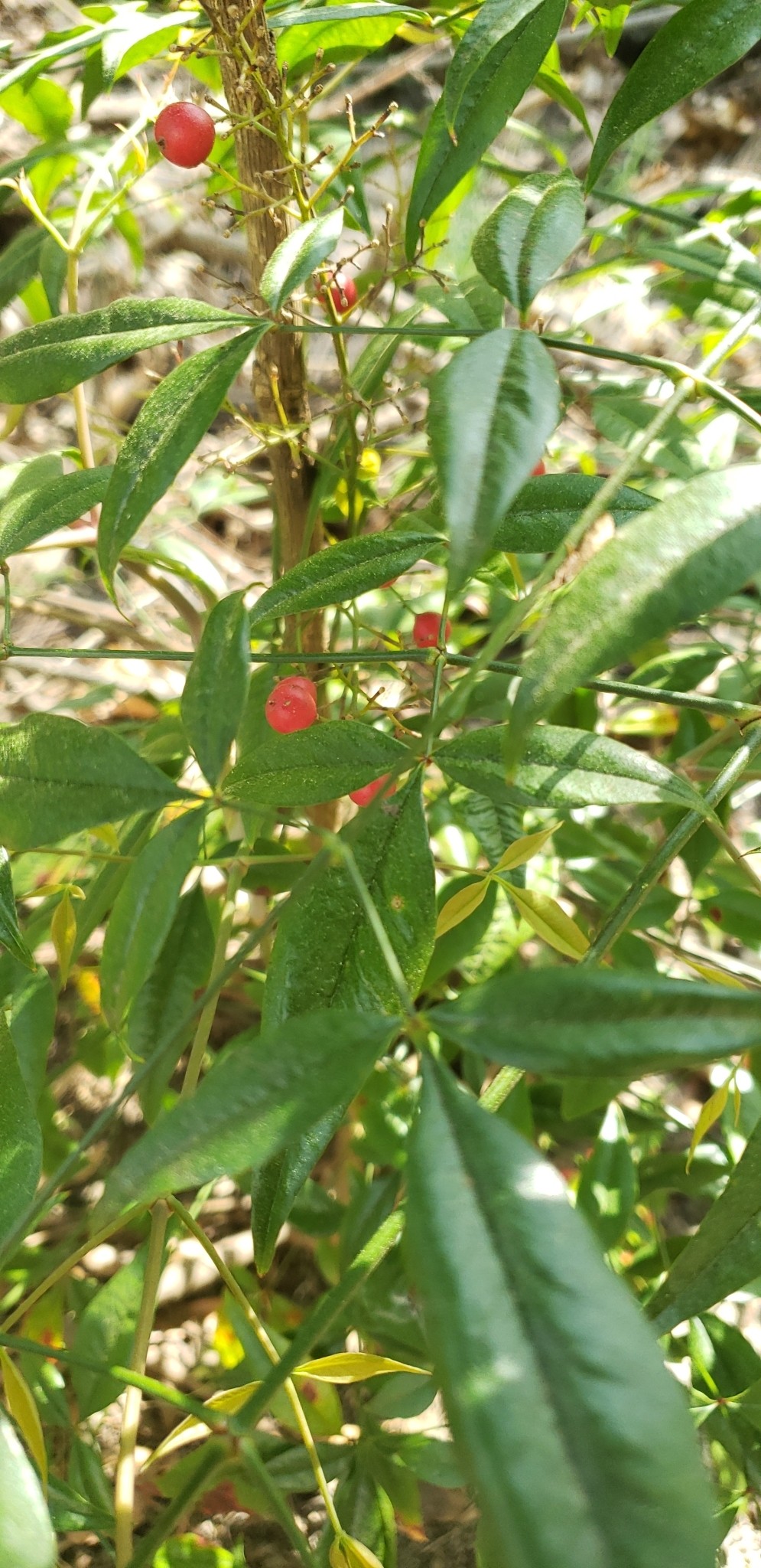 Nandina, Gulfstream — flowers or notable detail