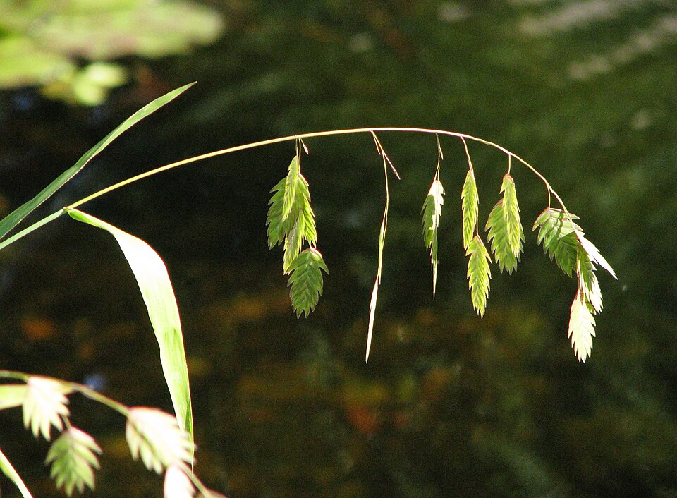 Inland Sea Oats — whole plant