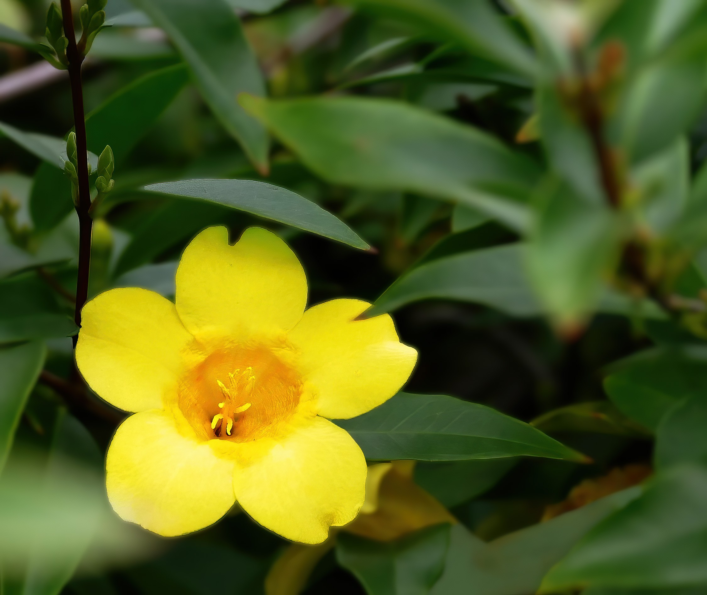 Carolina Jessamine — flowers or notable detail