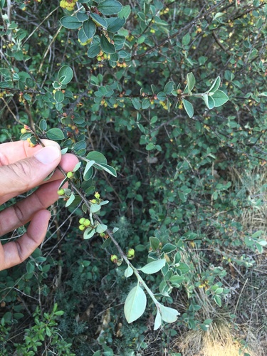 Cotoneaster, Grayleaf — flowers or notable detail
