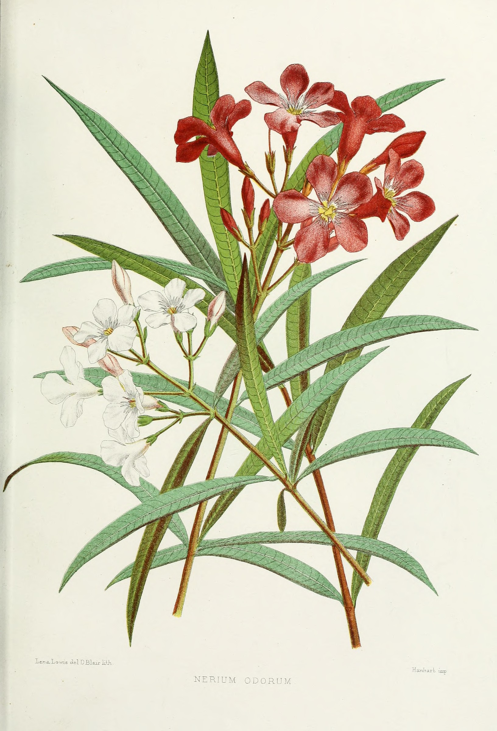 Oleander, Red — flowers or notable detail
