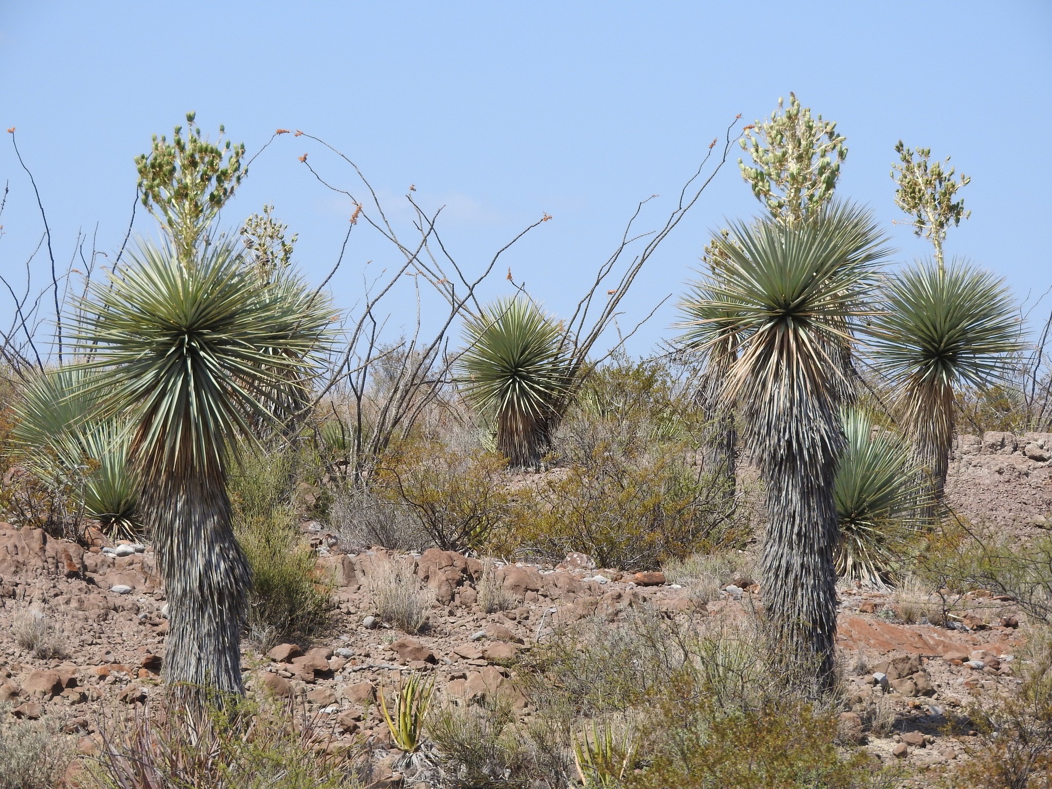 Yucca, Blue Sentry — whole plant