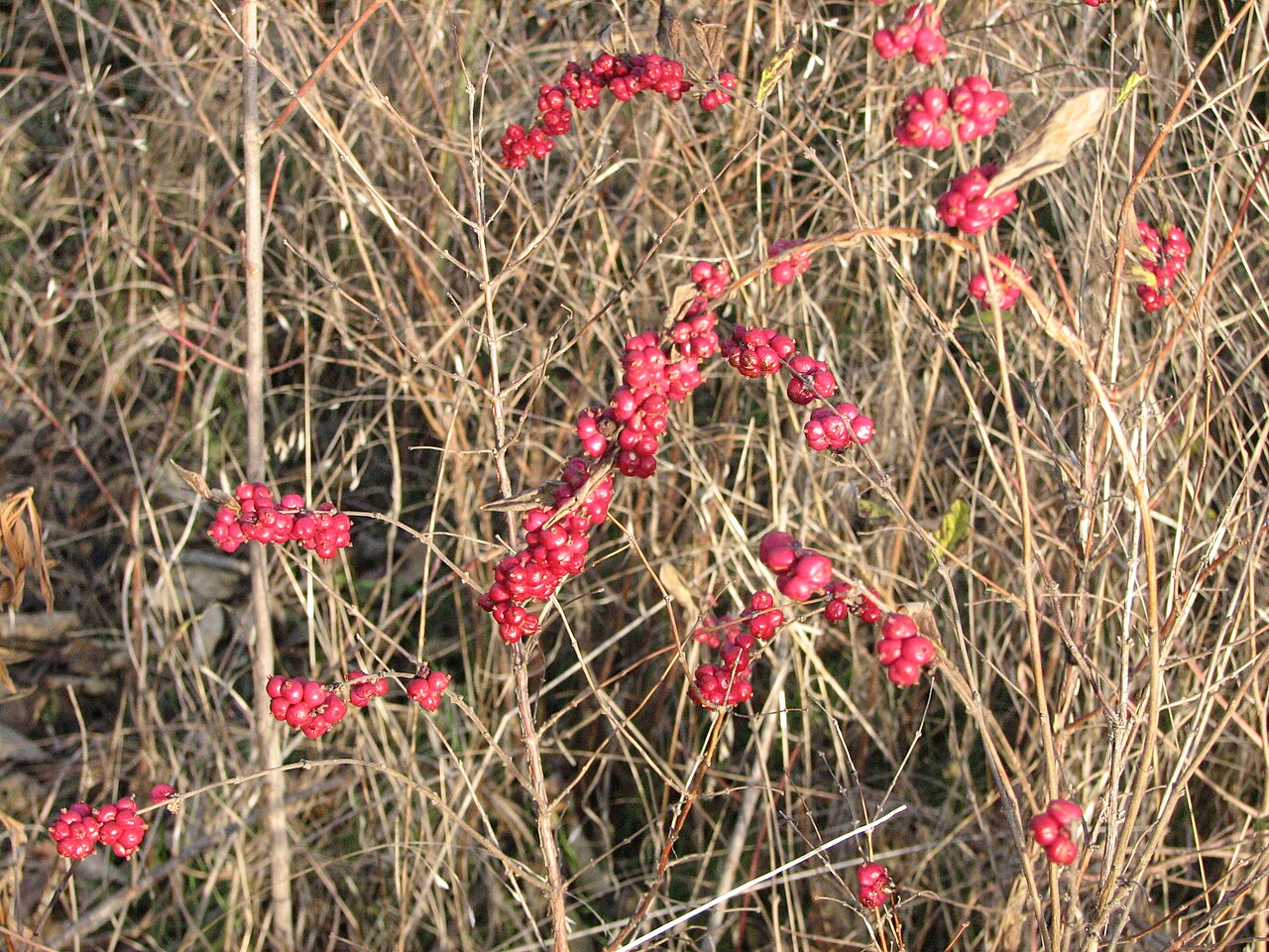 Coralberry — flowers or notable detail