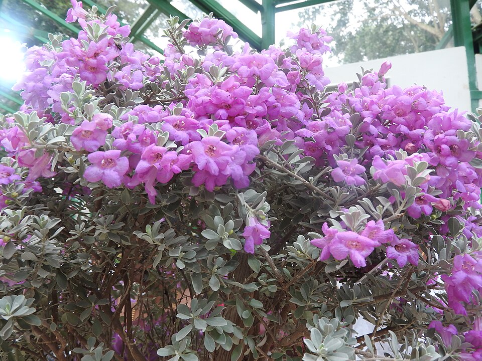 Texas Sage, Microburst — whole plant