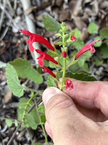 Sage, Cedar — whole plant