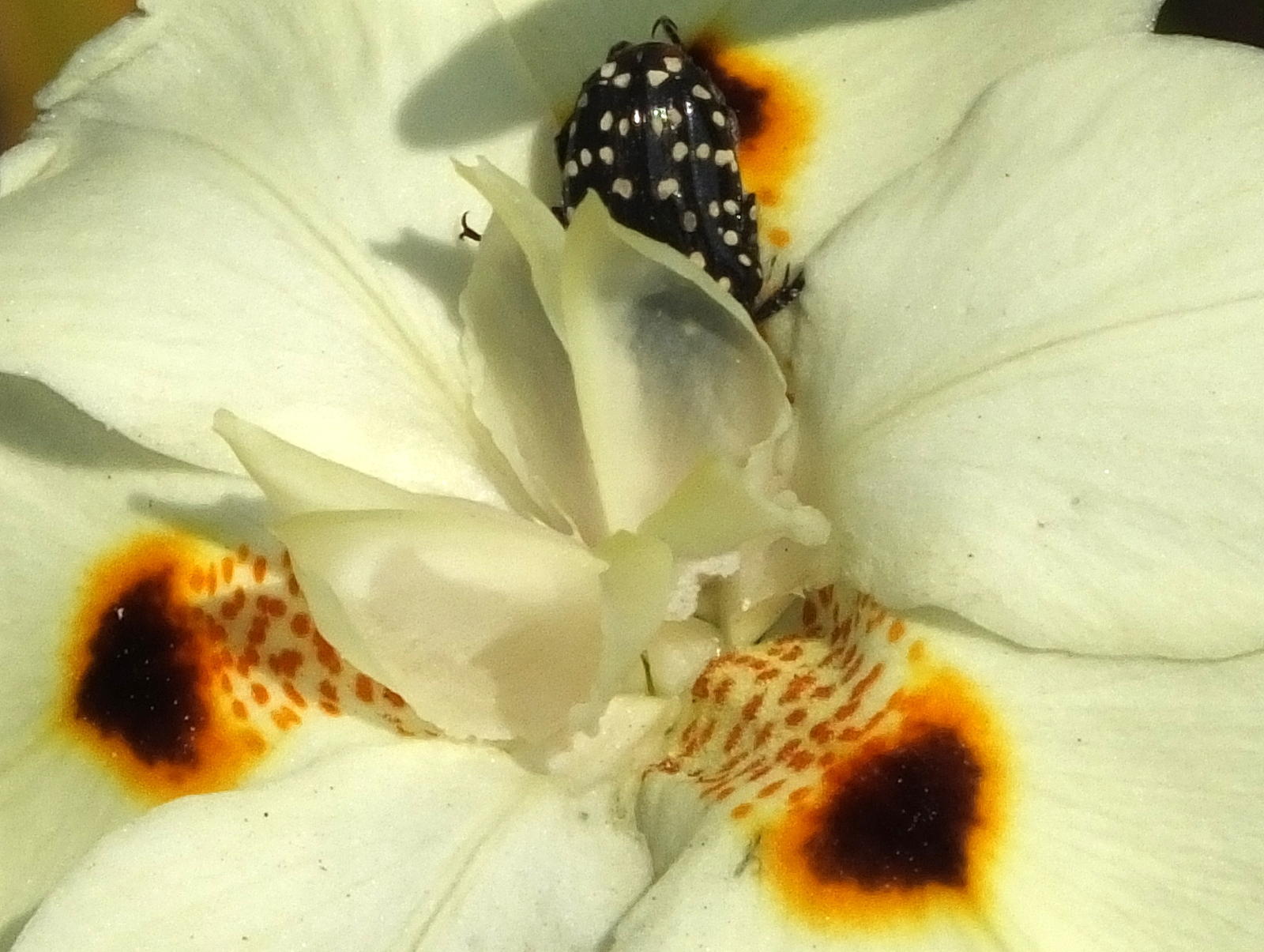 Iris, Bicolor — flowers or notable detail
