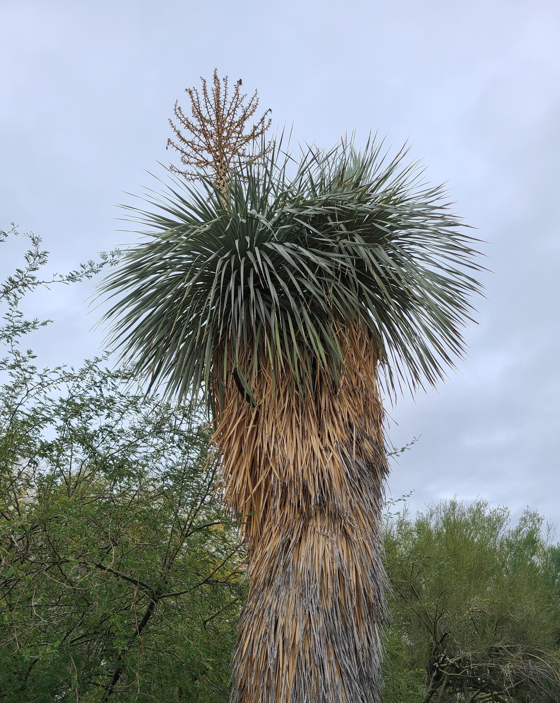 Yucca, Rostrata — whole plant