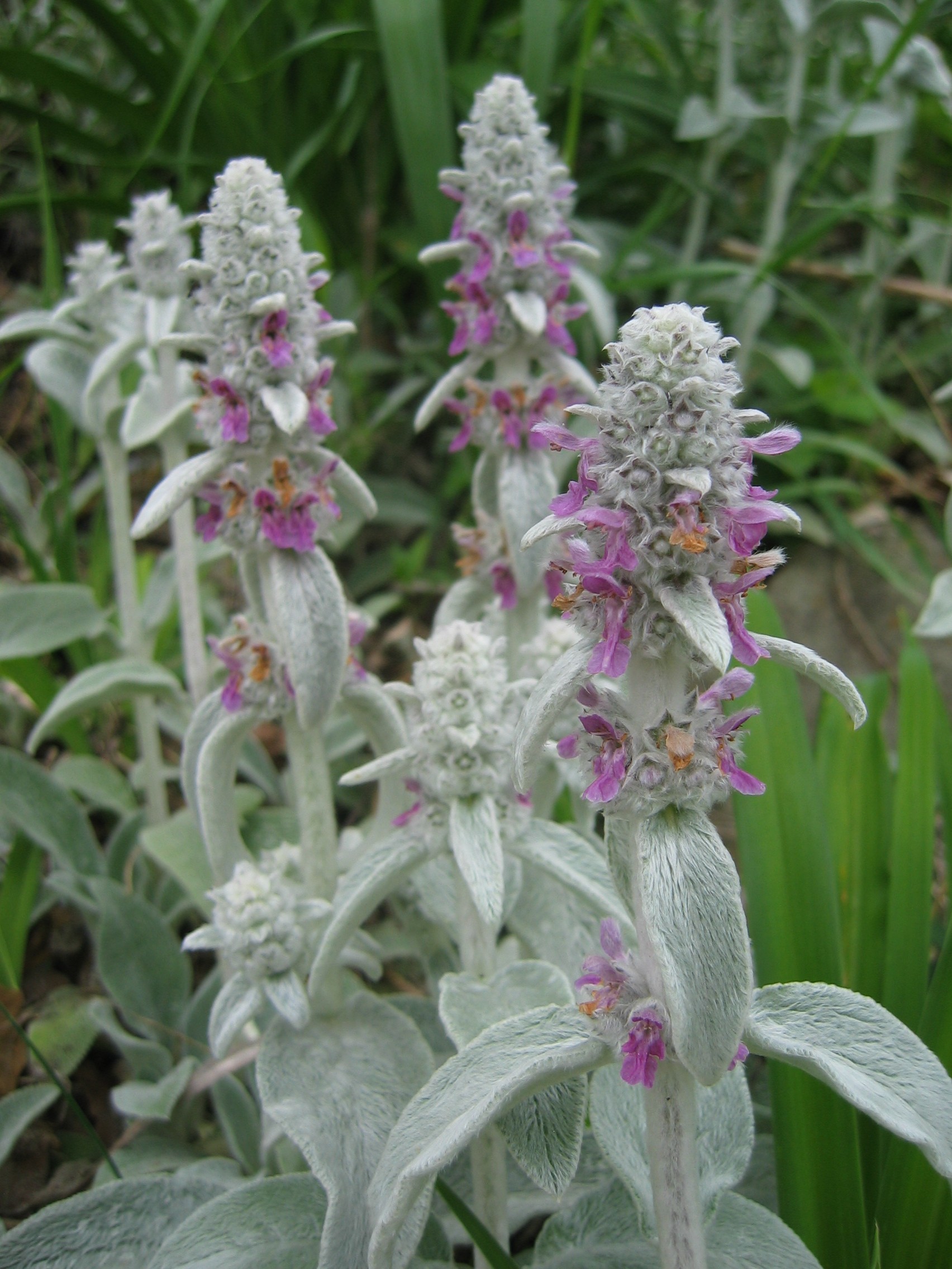 Lamb's Ear — flowers or notable detail
