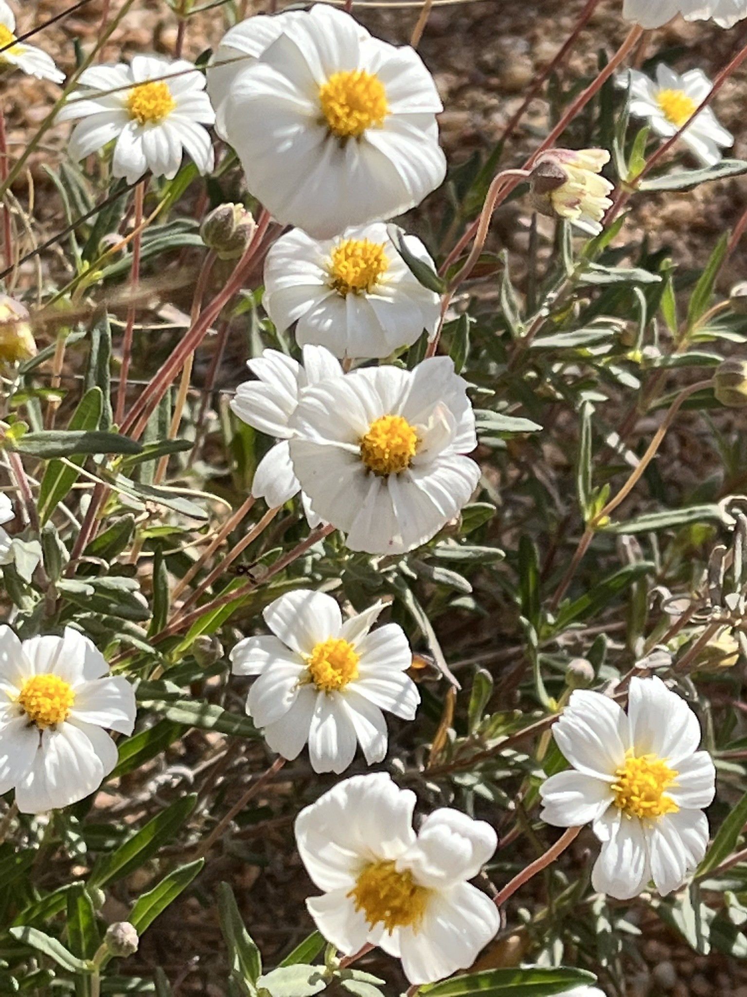 Blackfoot Daisy — flowers or notable detail