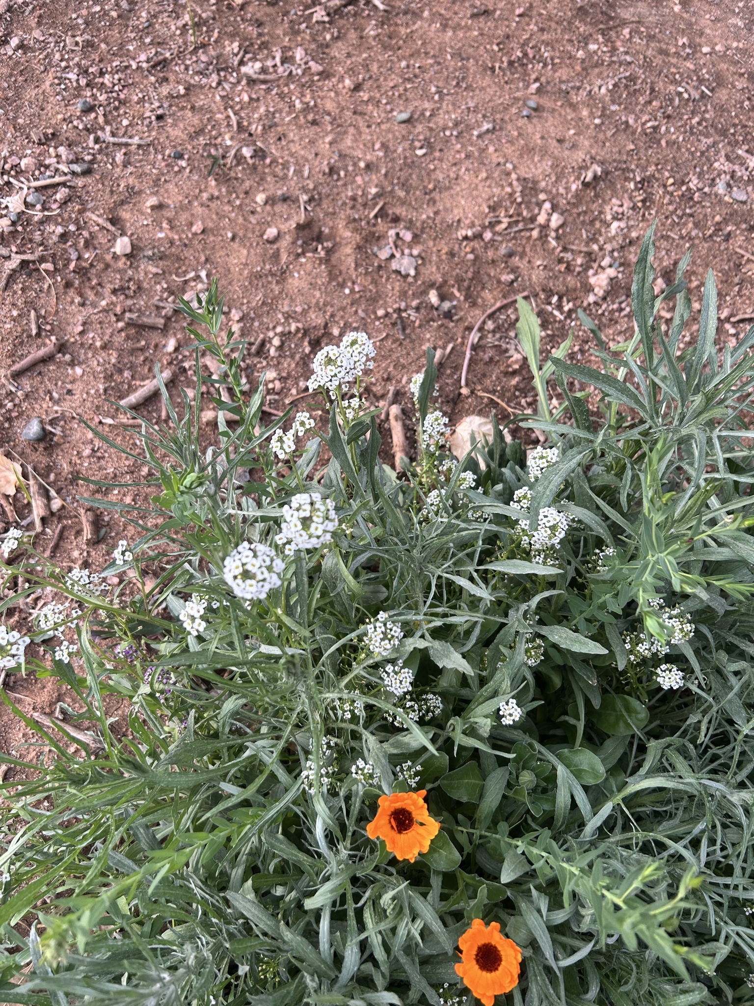 Alyssum — flowers or notable detail