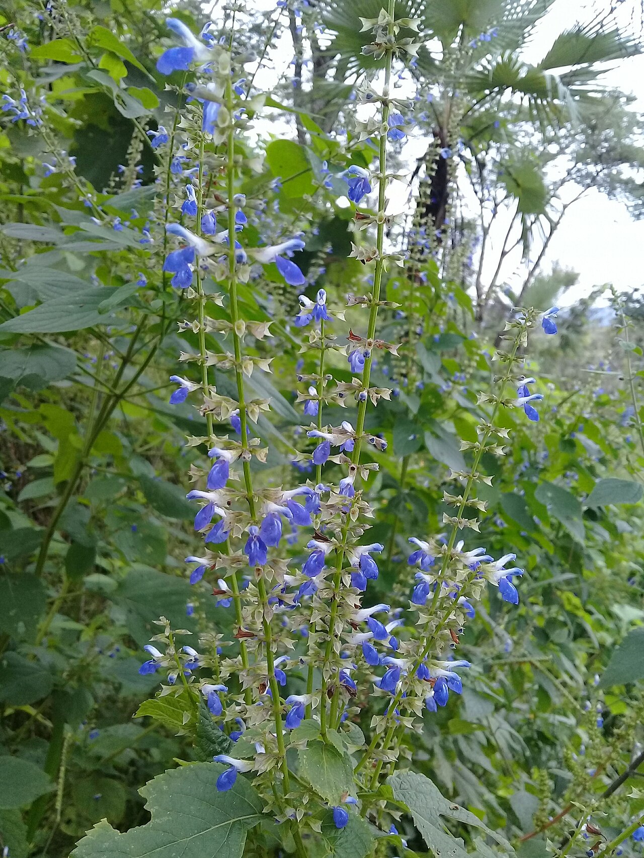 Mystic Spires Salvia — whole plant