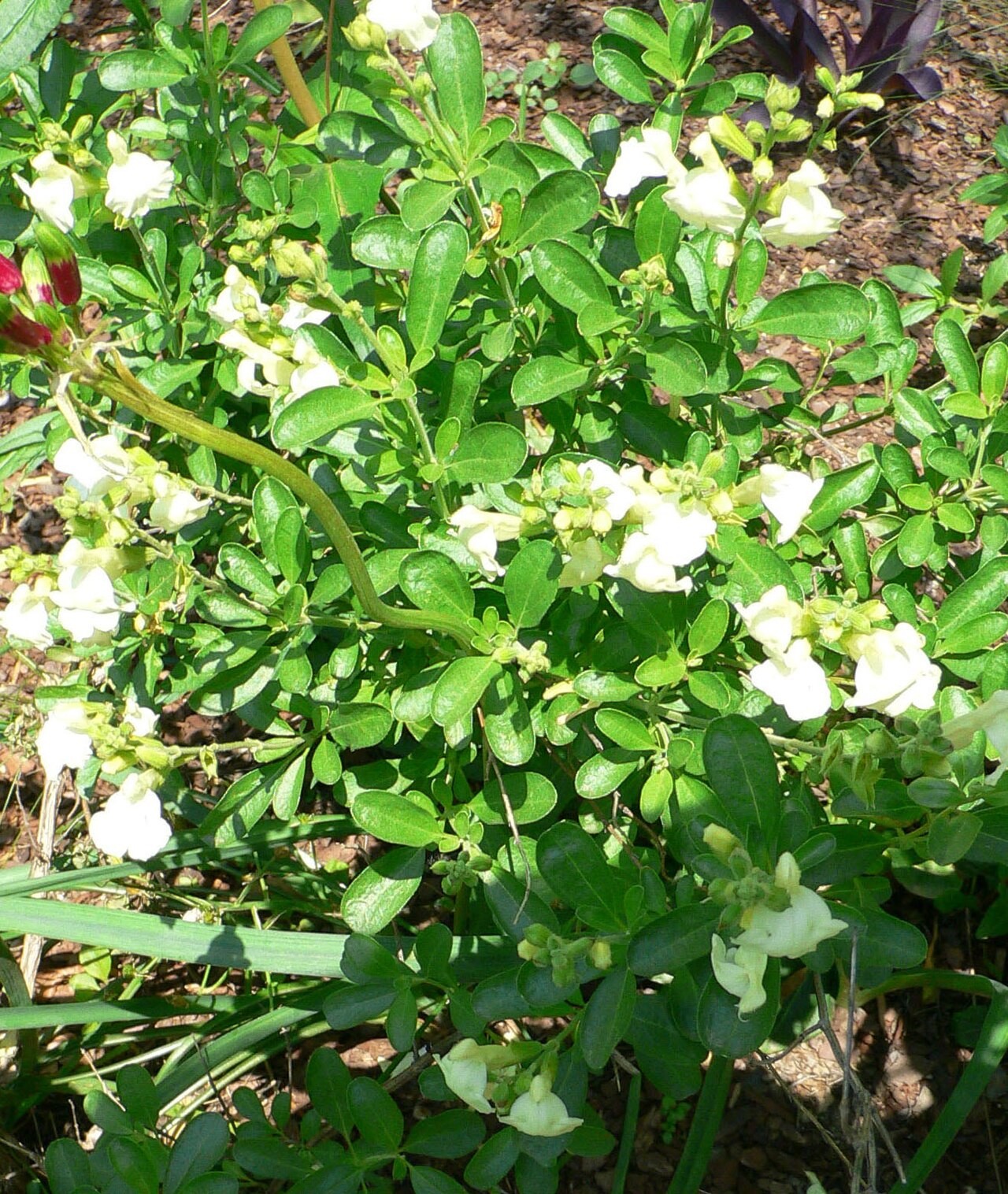 Autumn Sage — flowers or notable detail