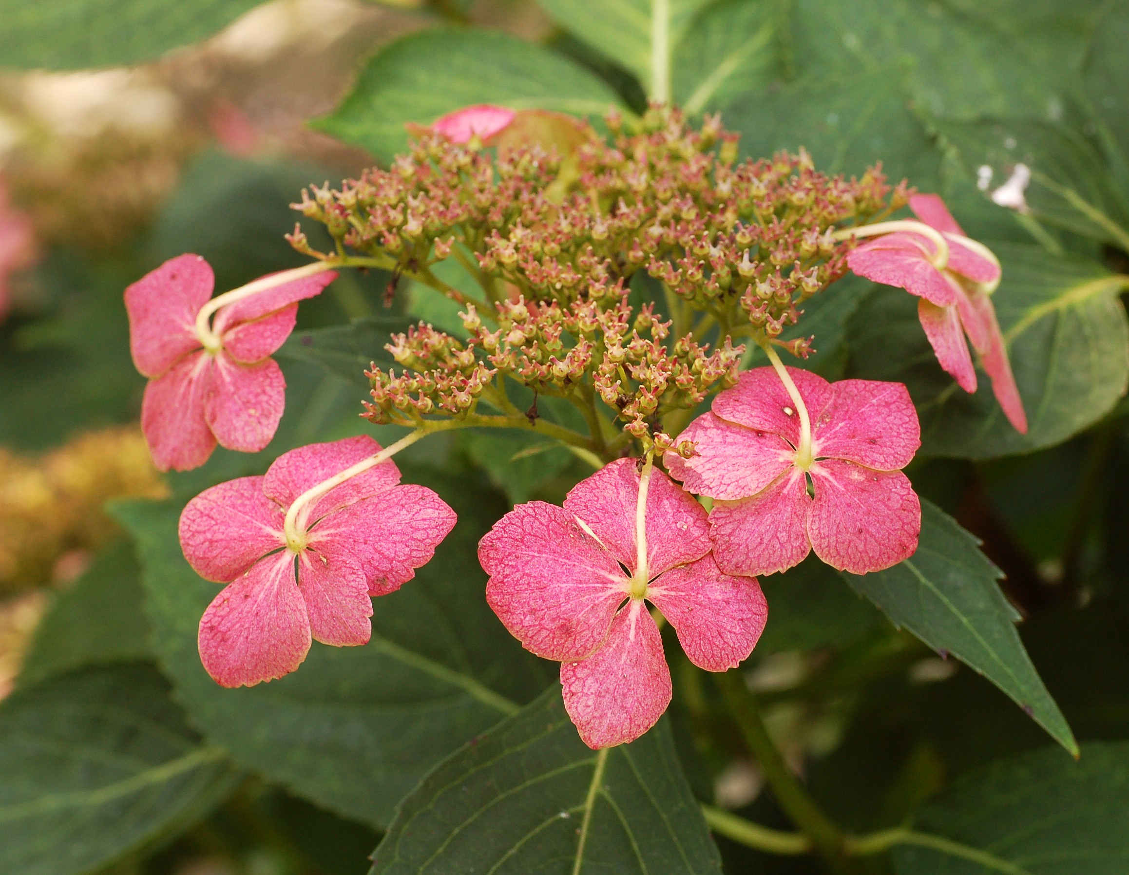 Hydrangea — whole plant