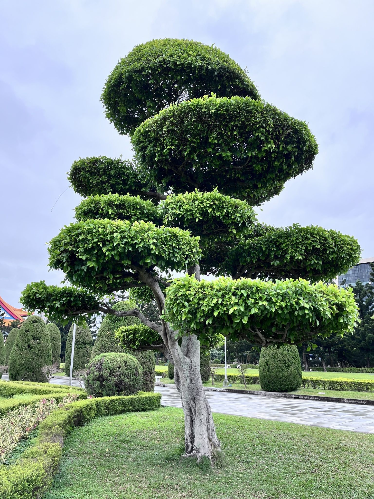 Topiary, Juniper 3-Tier — whole plant