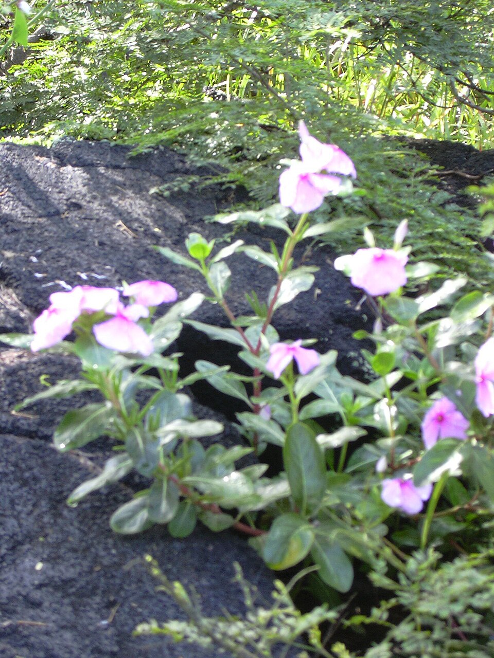Vinca - Cora XDR — whole plant
