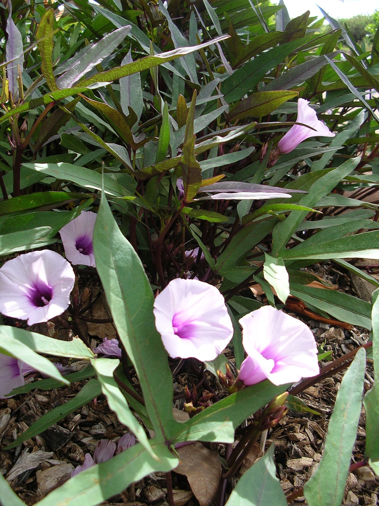 Sweet Potato Vine — whole plant