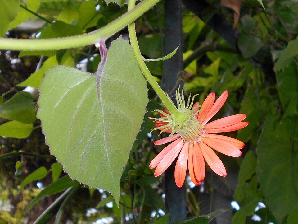 Mexican Flame Vine — whole plant