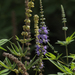 Vitex (chaste Tree) — flowers or notable detail