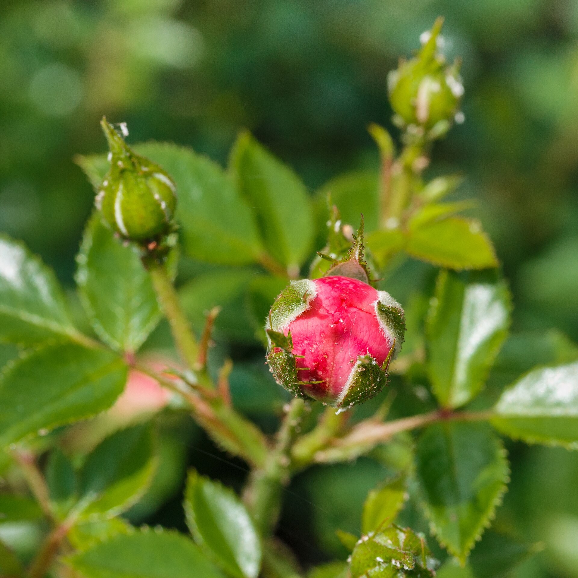 Rose, Nearly Wild — flowers or notable detail
