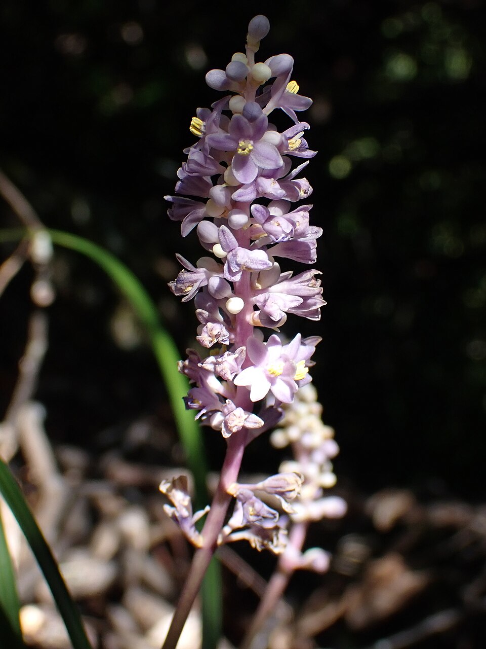 Liriope, Big Blue — flowers or notable detail