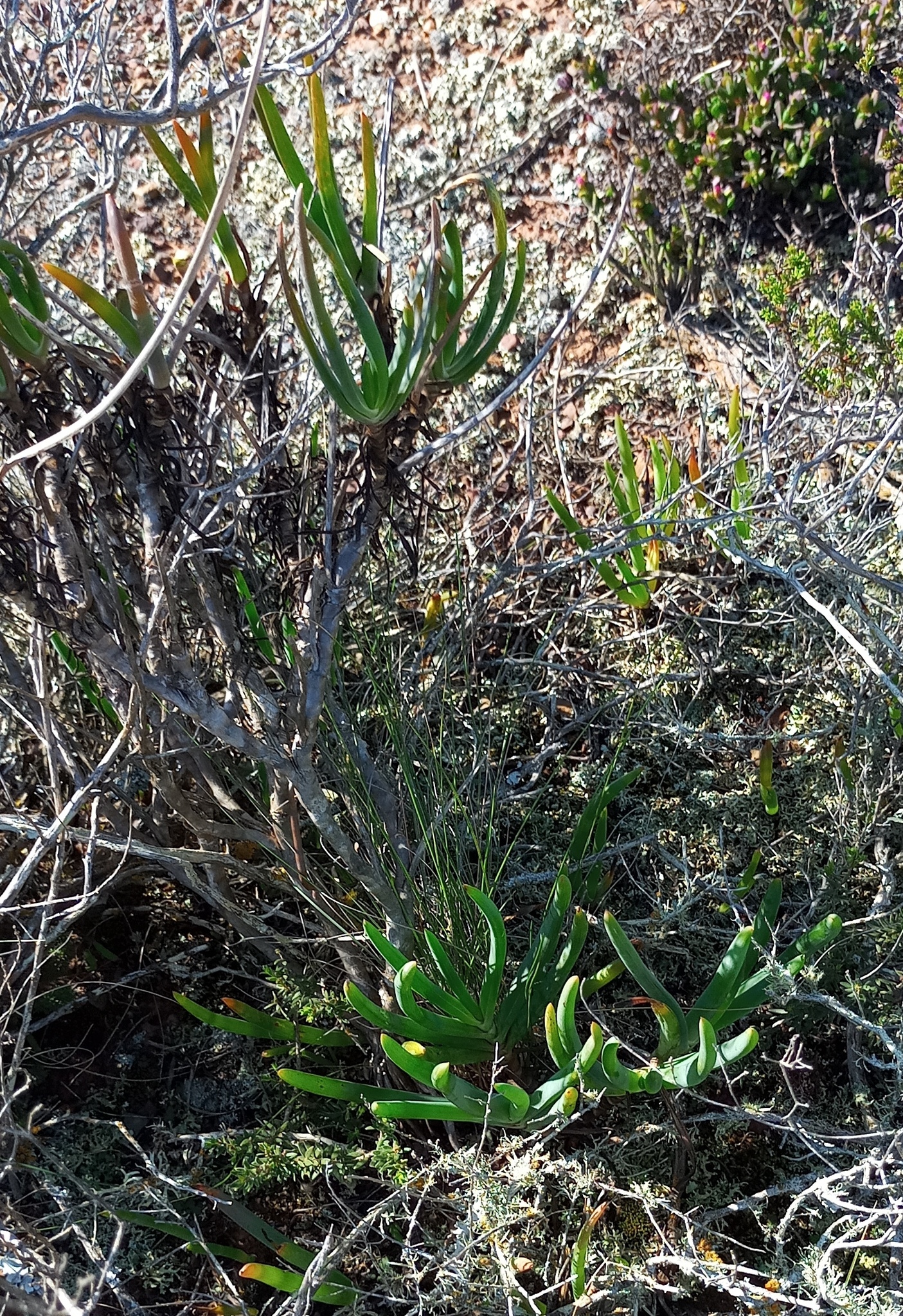 Tangerine Bulbine — whole plant