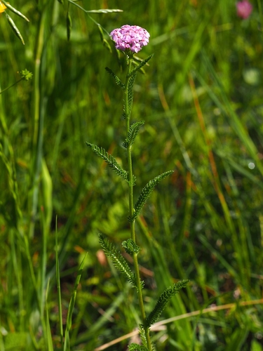 Yarrow — whole plant