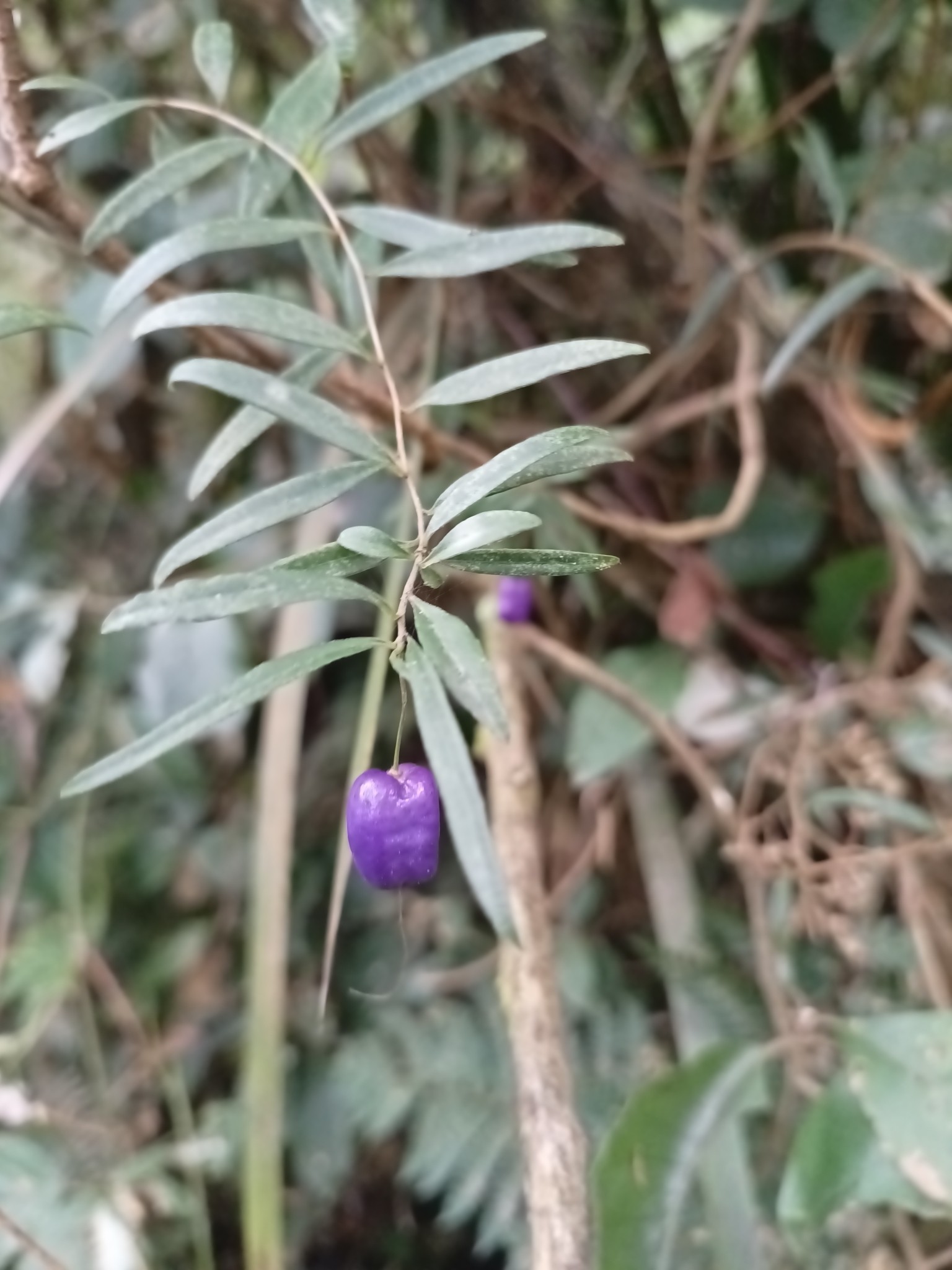 Pittosporum, Variegated — flowers or notable detail