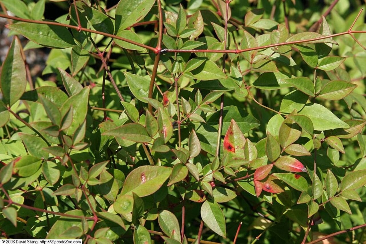Nandina Domestica Compact — whole plant