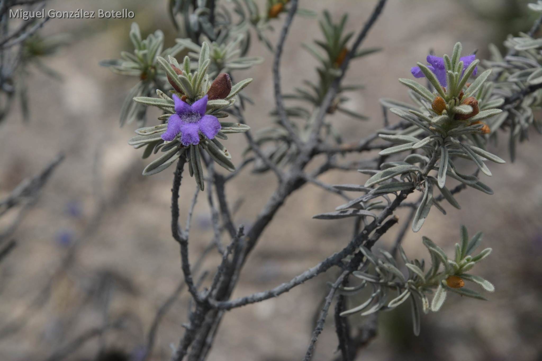 Texas Sage, Microburst — whole plant