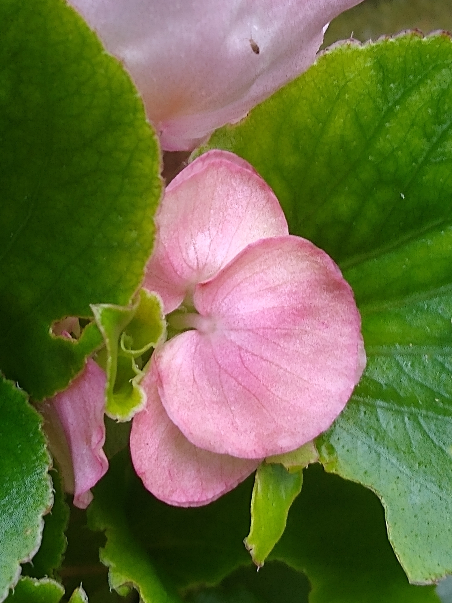Begonia, Green Leaf — whole plant