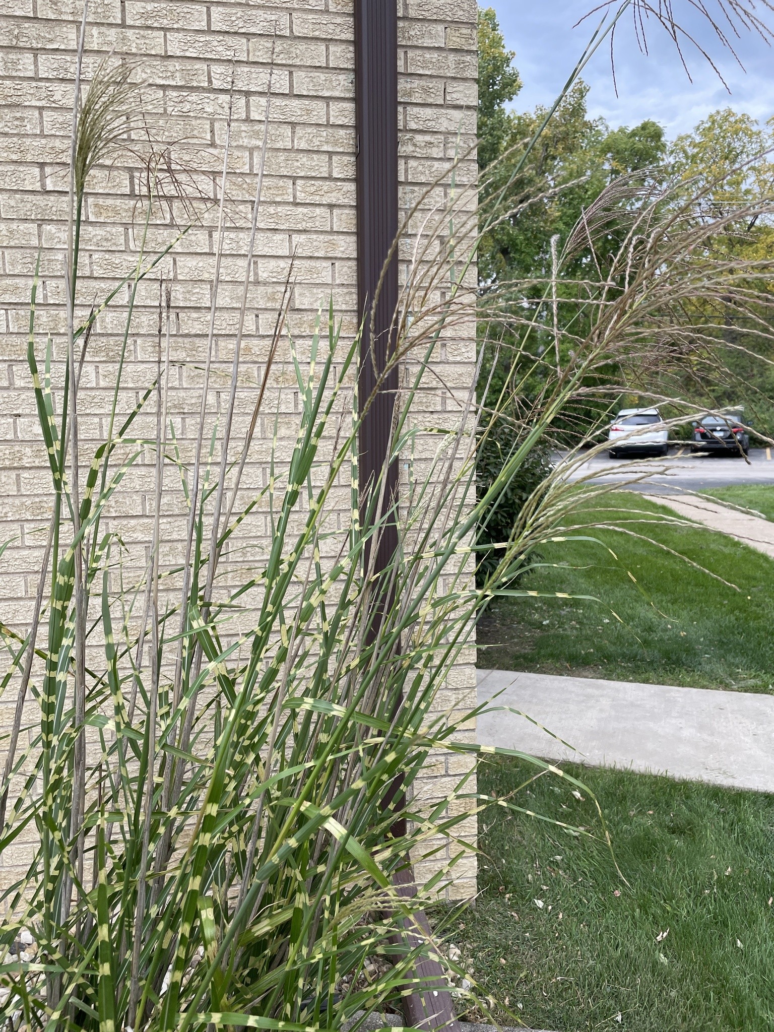 Grass, Adagio — whole plant