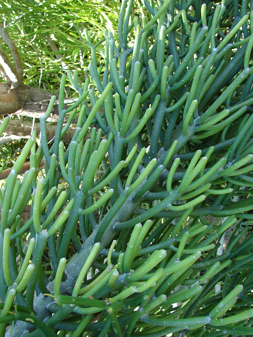Firesticks — whole plant