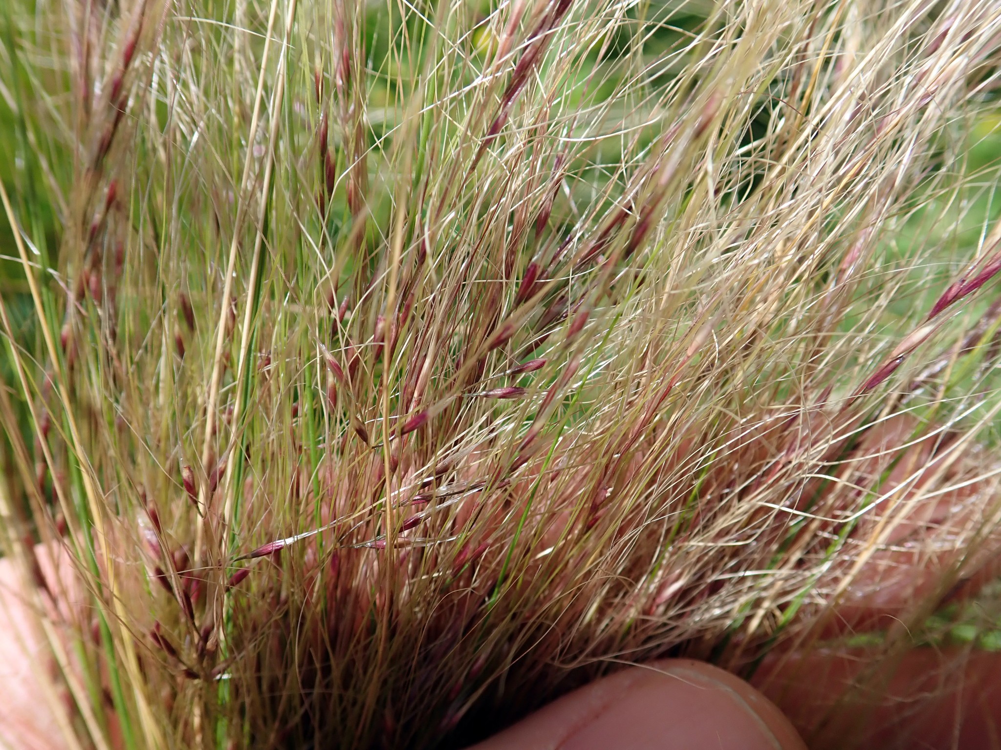 Mexican Feather Grass — whole plant