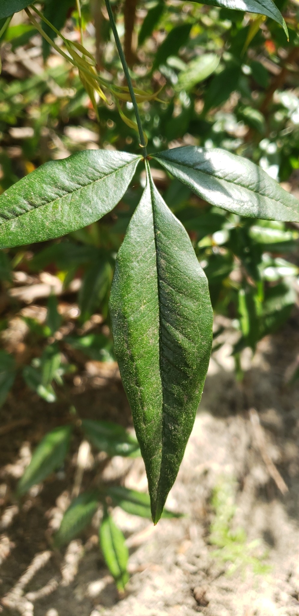 Nandina, Obsession — whole plant