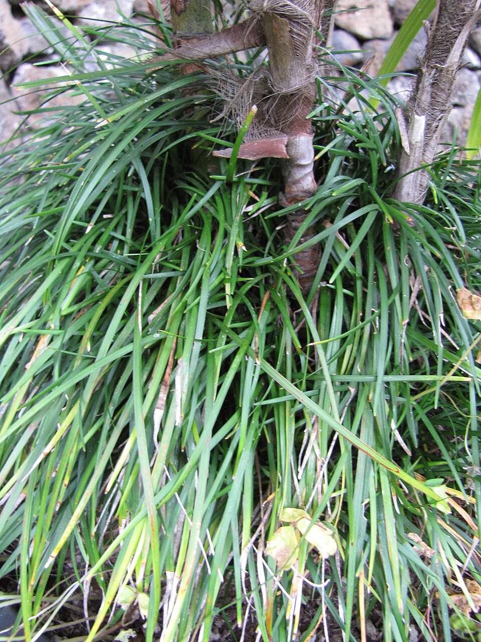 Mondo, Dwarf — whole plant
