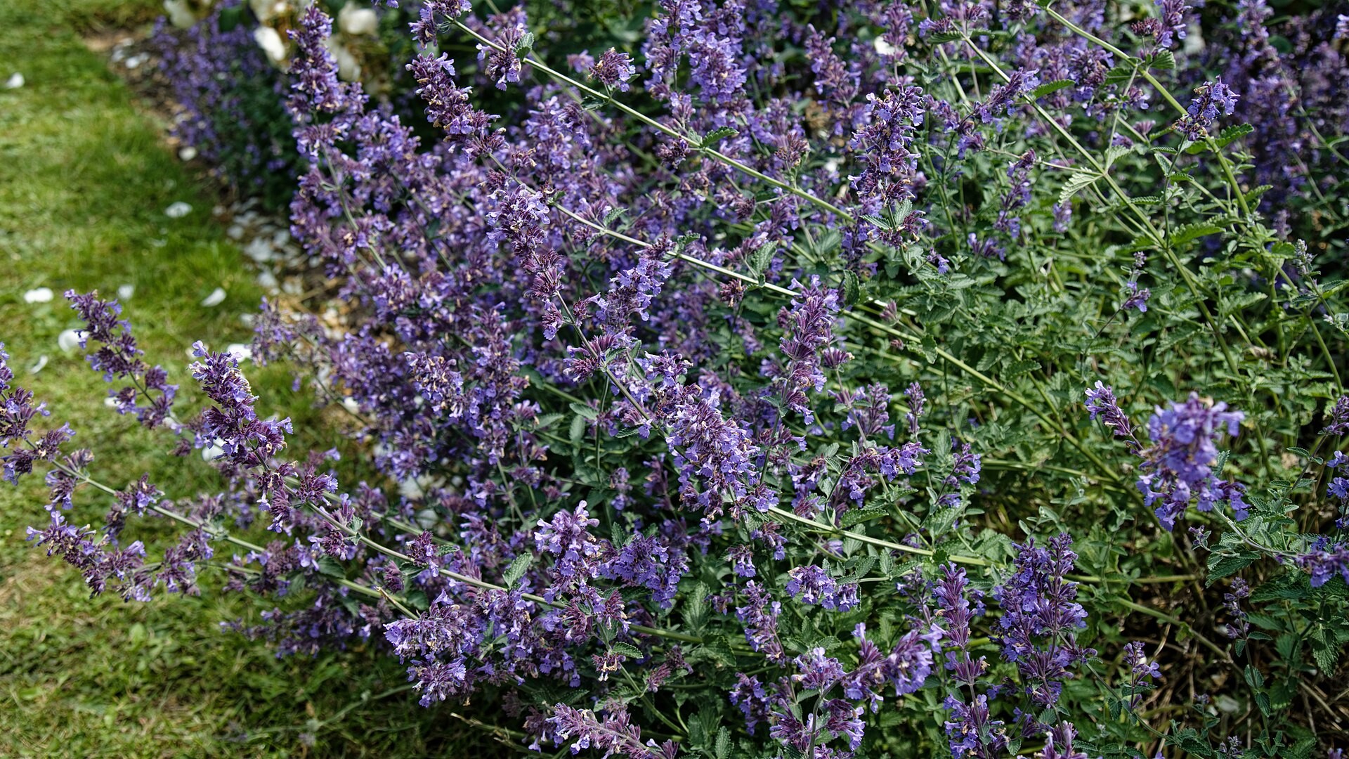 Catmint — whole plant